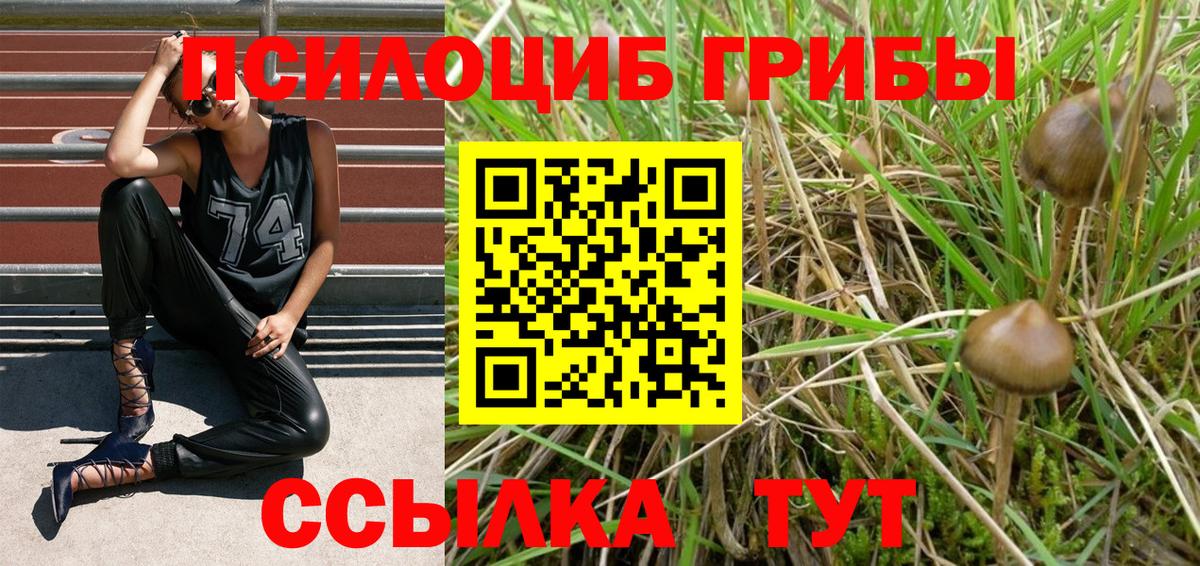 Галлюциногенные грибы Cubensis Карачаевск